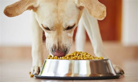 5 Best Dog Food For Labs Updated 2024 [Labrador Dry Kibble]