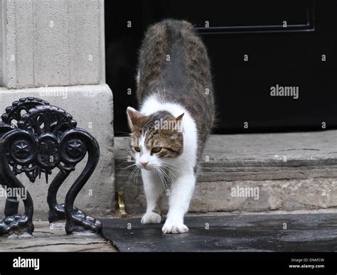 LARRY THE 10 DOWNING STREET CAT 16 June 2013 10 DOWNING STREET LONDON ENGLAND Stock Photo - Alamy