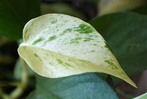 Snow Queen Pothos: Care & Propagation Guide + FAQ