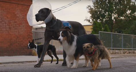 First Trailer for Hilarious Dog Revenge Movie 'Strays' with Will ...