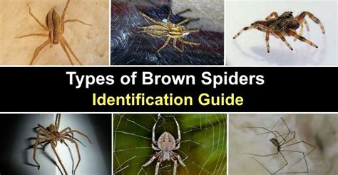 Types of Brown Spiders (with Pictures) - Identification Guide