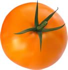 Orange Tomato Transparent Clip Art Image | Gallery Yopriceville - High-Quality Free Images and ...