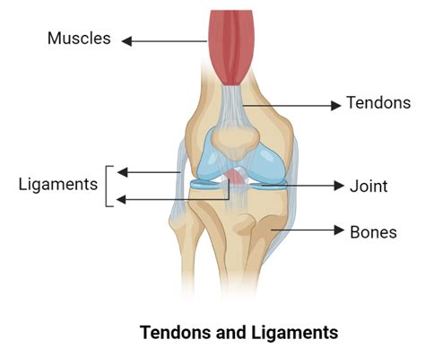 Diagram Of Tendons And Ligaments