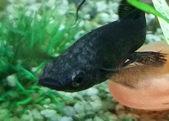 17 Common Molly Fish Diseases, Parasites & Remedies - AquariumNexus