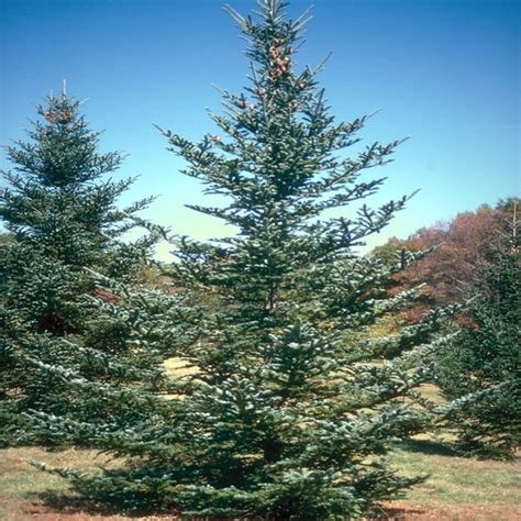 Abies Fraseri Fraser Fir | SiteOne