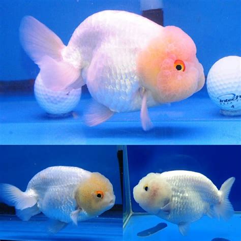 Goldfish - White Ranchu Lionhead (Carassius auratus) 5cm - Aquarium Central