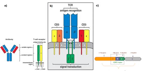 2: The TCR structure, comparison and the CD3 complex: In this picture ...