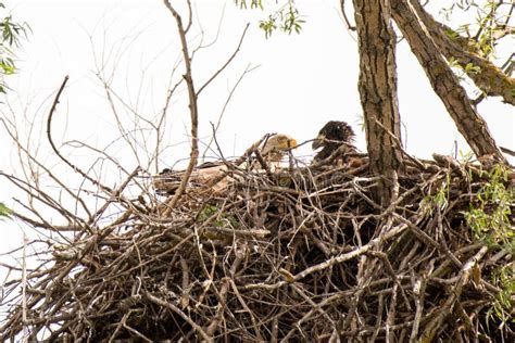 White Tailed Eagle Nest in Danube Delta , Romania Wildlife Bird ...