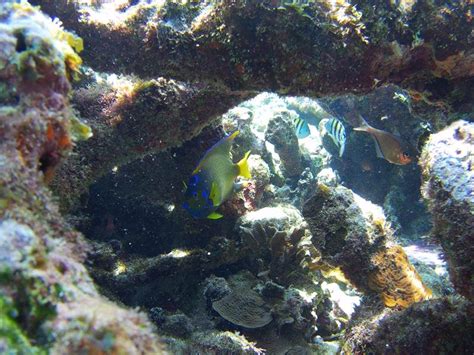 Belize Barrier Reef Snorkeling