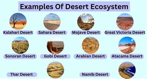 Ecosystem Of Desert