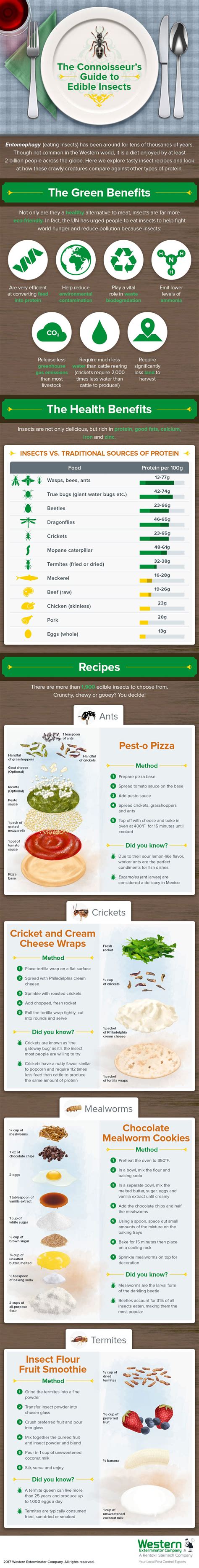 The benefits of Eating Insects [Infographic]