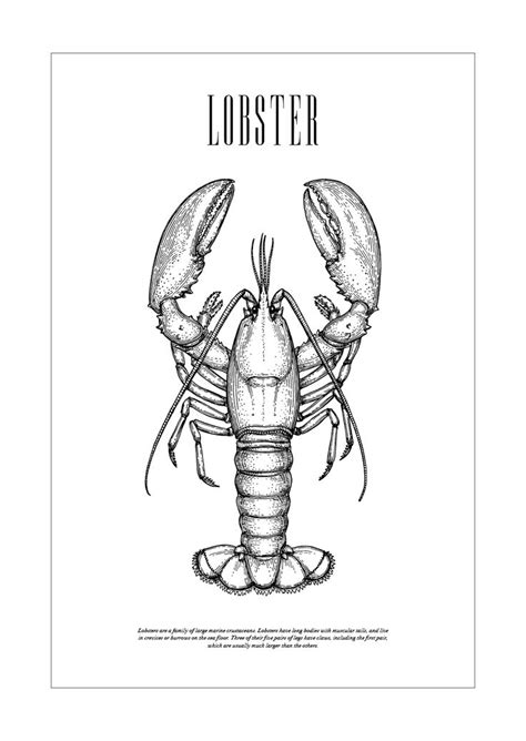 Lobster Illustration Poster | Illustrations posters, Lobster tattoo, Lobster drawing