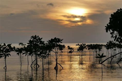 Scientists surprised to learn Mexico mangroves have trapped carbon for ...