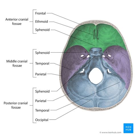 Skull: Foramina, fissures and contents | Kenhub