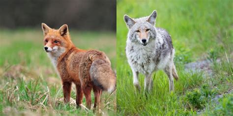 Does Coyote Fox Hybrid Exist? An In-Depth Examination - Animal Spotlight