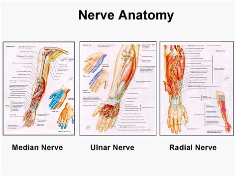 Upper Limb Nerve Anatomy