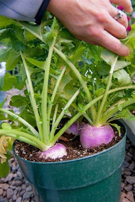 Everything About Growing Turnips in Pots | Fall vegetables to plant, Fall vegetables, Growing ...