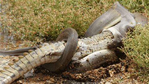 Viral Video Shows Huge Snake Eating Crocodile In Australia!