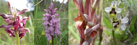 Pollination niches of Euro-Mediterranean orchids | Journal of Ecology Blog