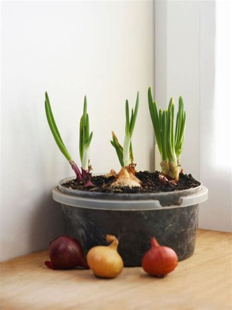 How To Grow Onions In Containers