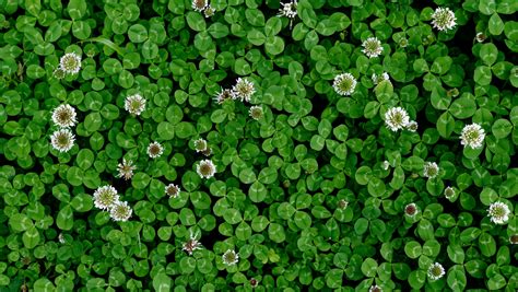 Should You Plant A Clover Lawn?