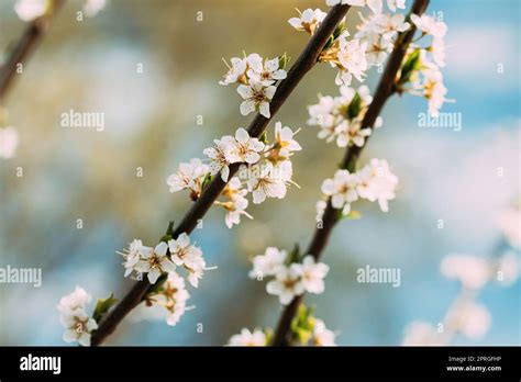 White Young Spring Flowers Of Prunus subg. Cerasus Growing In Branch Of Tree Stock Photo - Alamy