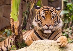 Mirada de Tigre Malayo - Tigres Información y Características