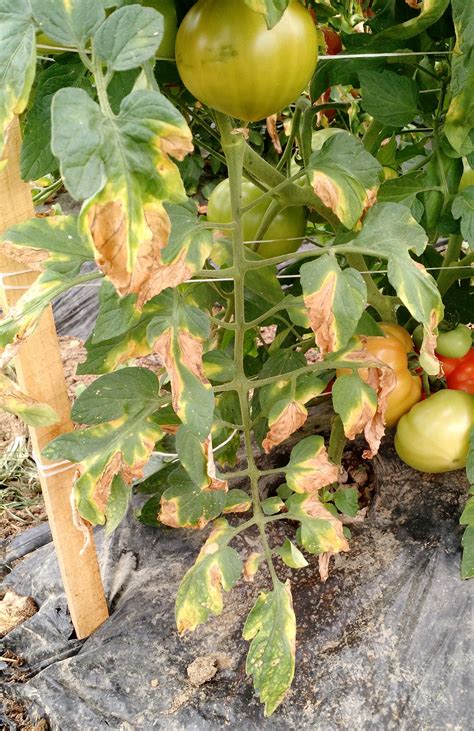 Getting to the Root of the Matter: Soilborne Diseases of Tomato | Ohio Veggie Disease News