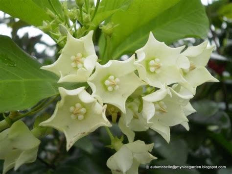 My Nice Garden: Kesidang, Vallaris glabra, Bread Flowers