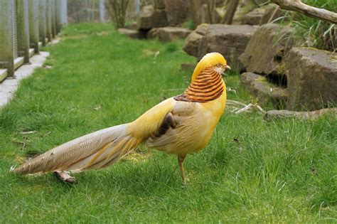 Yellow Golden Pheasant