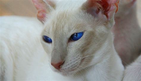 Breed Spotlight- The Blue Eyed Siamese Cat | PetVetOasis