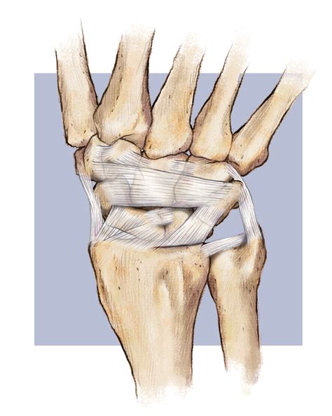 anatomy - Holladay Graphics