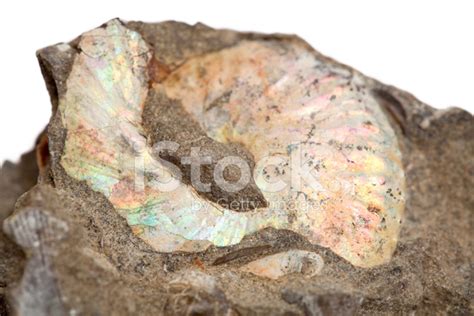 Opalized Ammonite Fossil Stock Photo | Royalty-Free | FreeImages