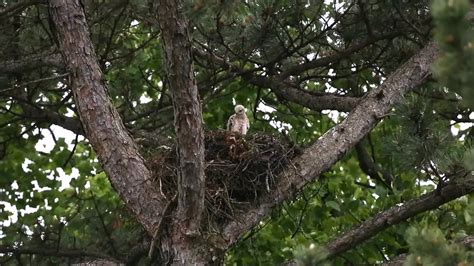 RED-TAILED HAWKS NESTING AT HIGHLAND CEMETERY, FT THOMAS, … | Flickr