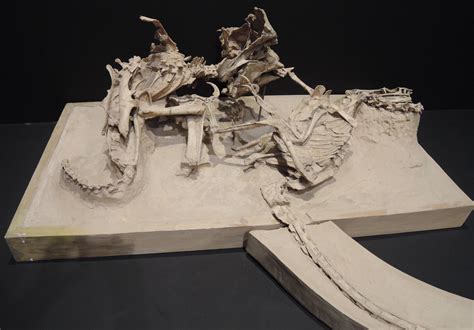 Brilliantly preserved fossil shows a Velociraptor and Protoceratops locked in combat, exactly as ...