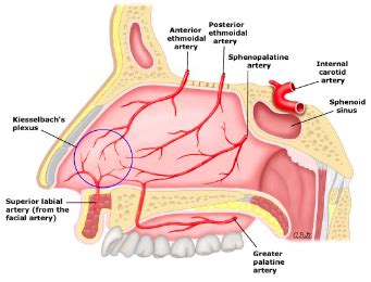 Epistaxis Anatomy Diagram | Quizlet