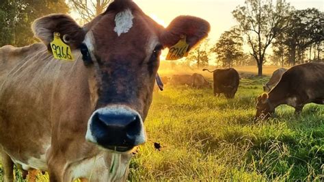 Bulla Dairy Foods announces opening milk price as farmers continue to exit industry | Flipboard