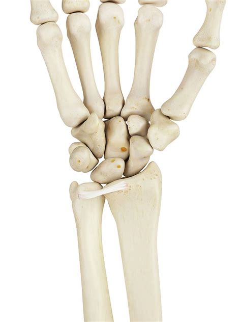 Human Wrist Bones Photograph by Sciepro