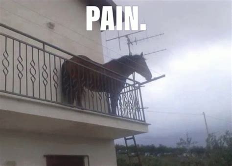 Juan Horse Meme - Juan Horse Pain - Discover & Share GIFs