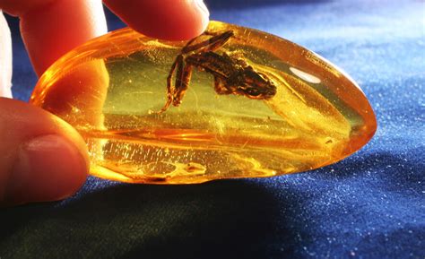 Fossils: Amber Fossils