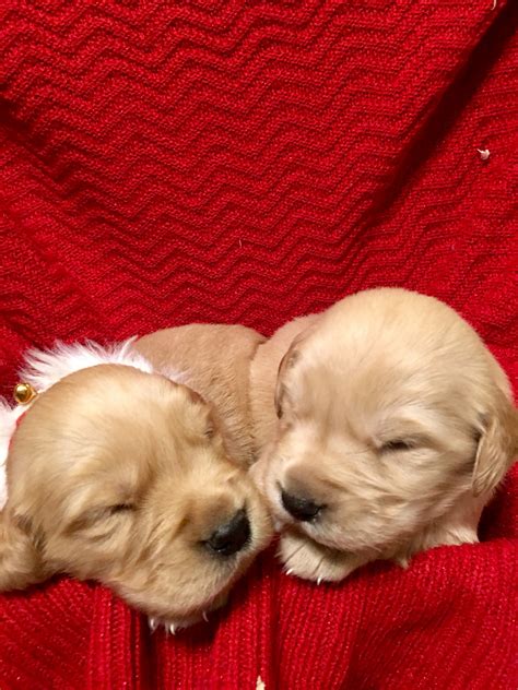 Golden Retriever Puppies For Sale | Beaver Falls, PA #286477