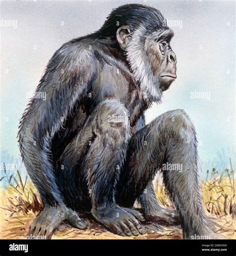 Sivapithecus, illustration. This extinct prehistoric ape lived from 12.5 to 8.5 million years ...