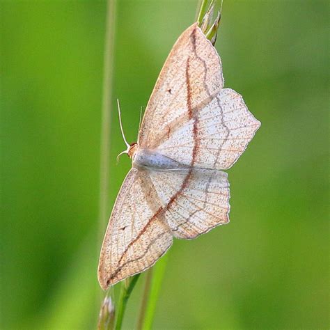 Nachtfalter Foto & Bild | natur, nachtfalter, insekten Bilder auf ...