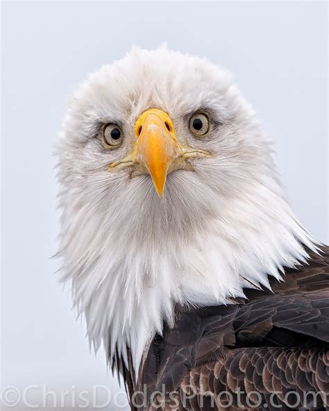 Bald Eagle Portrait/Stare — Nature Photography Blog