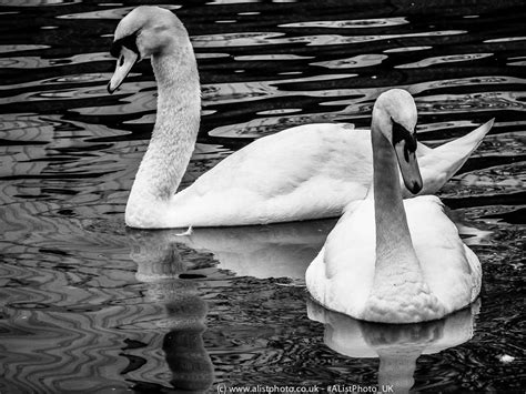 Two swans on the Grand Union Canal in West London. | Wildlife photos, Family pet, Pets
