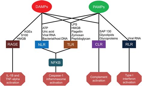 Frontiers | Innate Immunity in the Persistent Inflammation ...