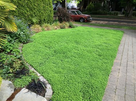 Micro clover - Lawn alternative - Level Ground Landscape