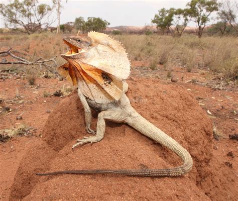 Chlamydosaurus kingii (Frill-necked Lizard) | Australia animals, Frilled lizard, Lizard