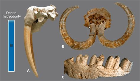 5. Dentin hypsodonty -extended ontogenetic phase III. In dentin teeth,... | Download Scientific ...