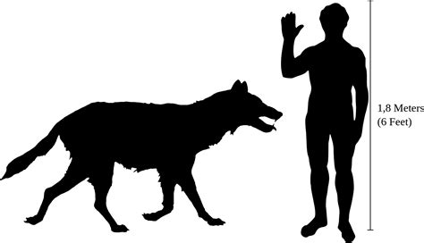 Download Canis Dirus Size - Dire Wolf Size PNG Image with No Background - PNGkey.com